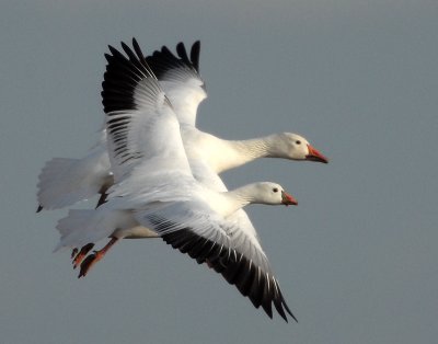 Comparison-Lesser Snow & Ross's Geese (not photoshopped)