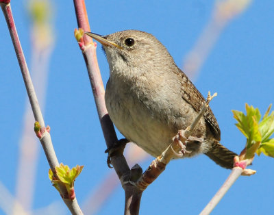 Wren, House