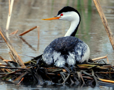 Grebe, Western and Clarks (Nest)