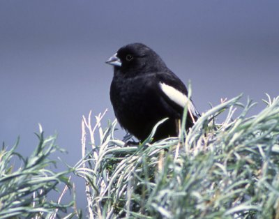 Bunting Lark D-002.jpg