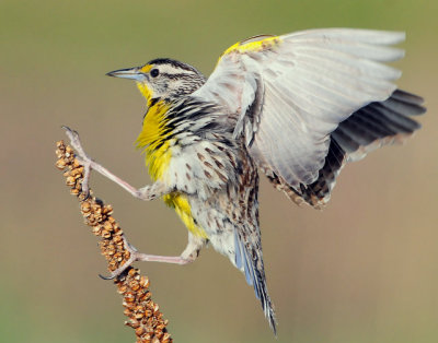 Meadowlark, Western