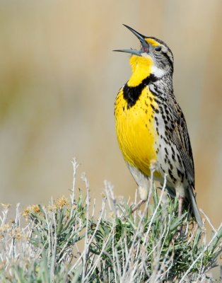 Meadowlark, Western