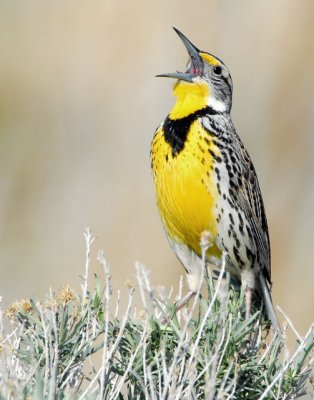 Meadowlark, Western