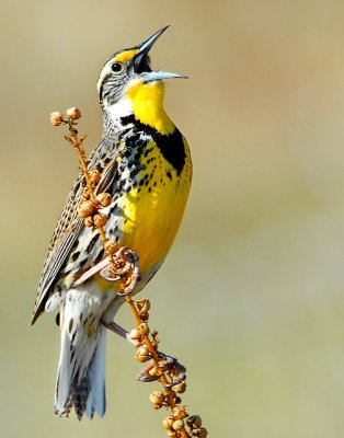 Meadowlark, Western