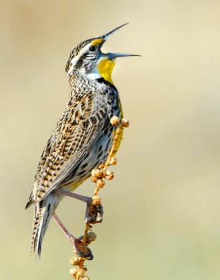 Meadowlark, Western