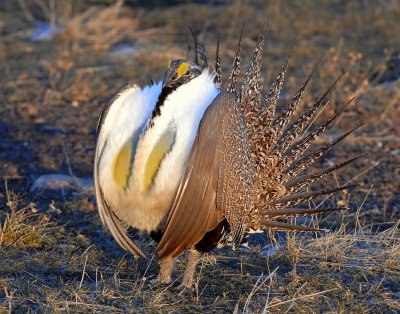 Grouse, Greater Sage #1