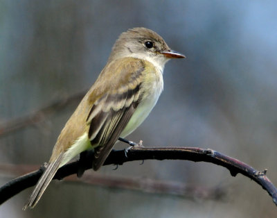 Flycatcher Willow D-002.jpg