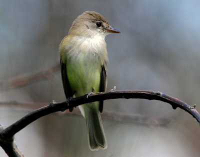 Flycatcher Willow D-004.jpg