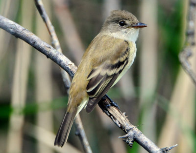 Flycatcher Willow D-005.jpg