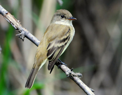 Flycatcher Willow D-006.jpg