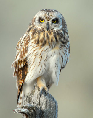 Owl Shot-eared D-137.jpg
