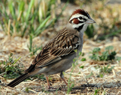 Sparrow Lark D-009.jpg