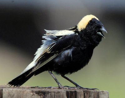 Bobolink