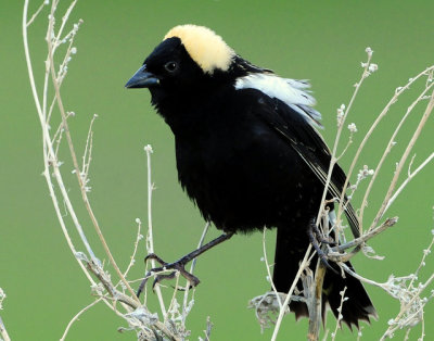 Bobolink