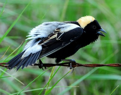 Bobolink