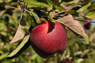DSC_1335.jpg