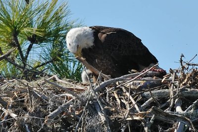 west_coast_florida_january_2011