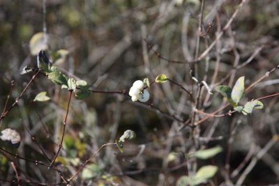 IMG_0265 (Medium).JPG
