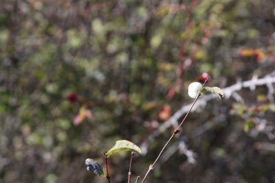 IMG_0266 (Medium).JPG