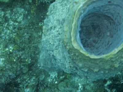 Roatan Vacation-61.jpg