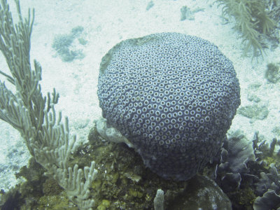 Roatan Vacation-71.jpg