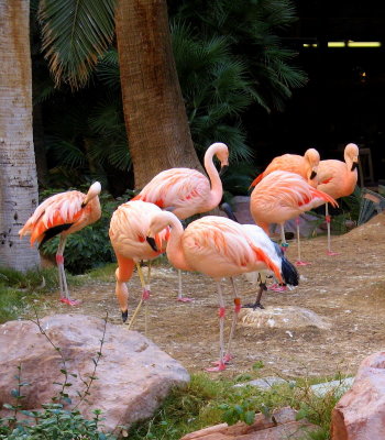 Flamingos at the Tropicana