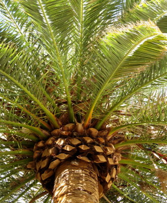 Las Vegas Palm Tree