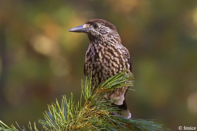 Nucifraga caryocatactes (Nocciolaia)