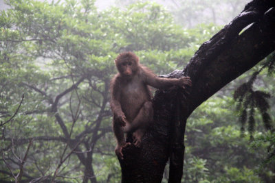 monkey business
