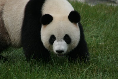 Panda Reserve