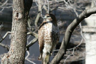 Wildlife