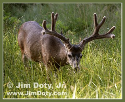 Deer, Yosemite