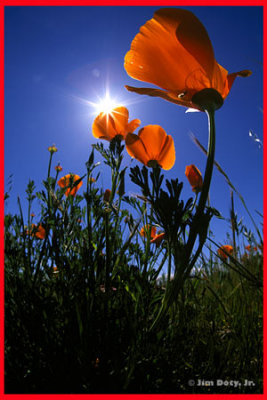 California Poppies, California