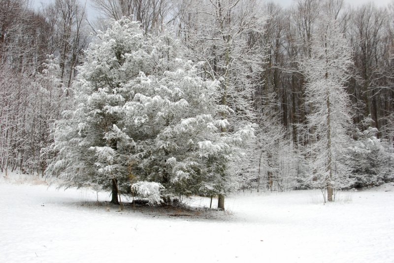 Early Morning Snow on Hickory Cove Road at Primland