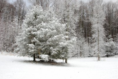 Early Morning Snow on Hickory Cove Road at Primland