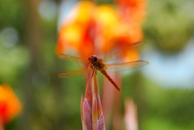 Nature's Little Wonders