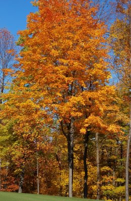 Fall Colors at the Highlands Golf Course at Primland By:Barry Towe Photography {Copyright 2009}