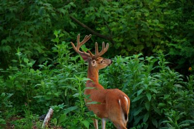 Bucks in Velvet at Primland