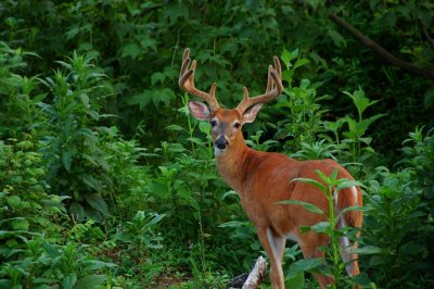 Primland Whitetails in Velvet during the summer months