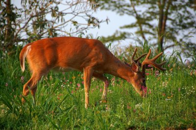 Late afternoon Bucks In Velvet at Primland