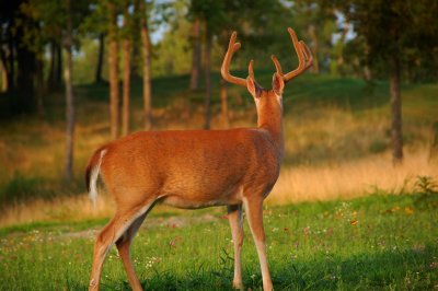 Primland Bucks in Velvet