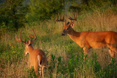 Big Bucks in Velvet at Primland