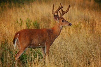 Chasing Bucks in Velvet at Primland