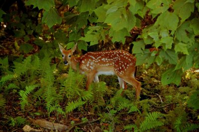 Natures little ones