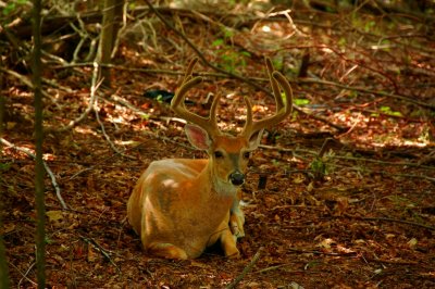 Bedded Down at Primland