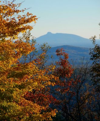 Sugar Maples in the Fall at Primland with Pilot Mountain as a backdrop 