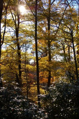 Afternoon Fall Colors at Primland