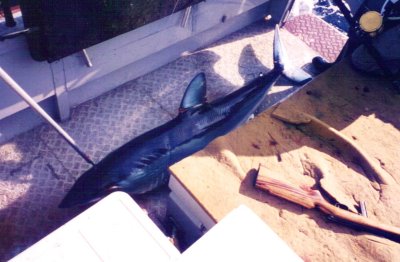 Tathra Fishing Trips 1994, 1995 & 1996