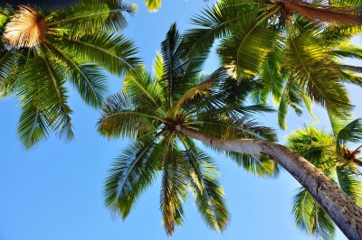 Coconut Palms at the resort.