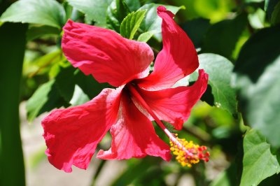 Red Hibiscus